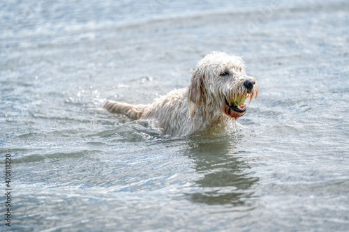 Labradoodle dog playing in a lake. White dog swims in the water.Yellow ball in its mouth