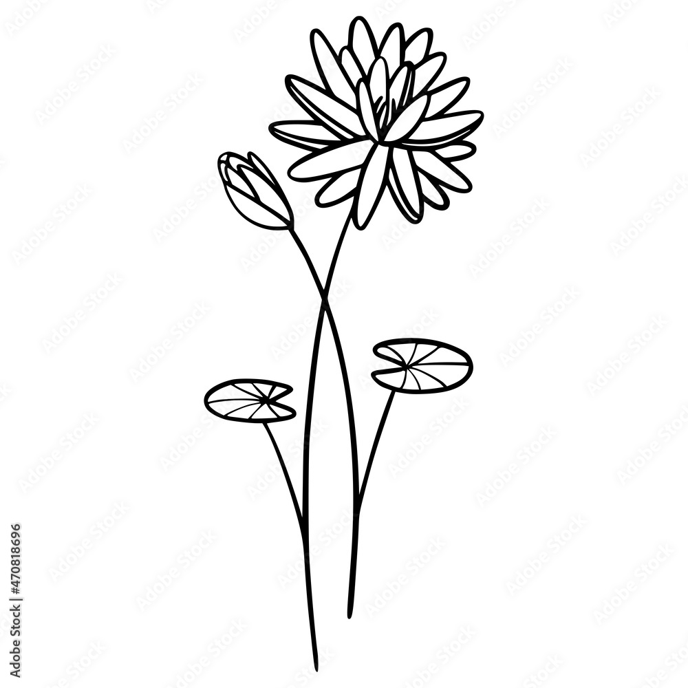 Water Lily flowers on white background. Handdrawn illustration of a