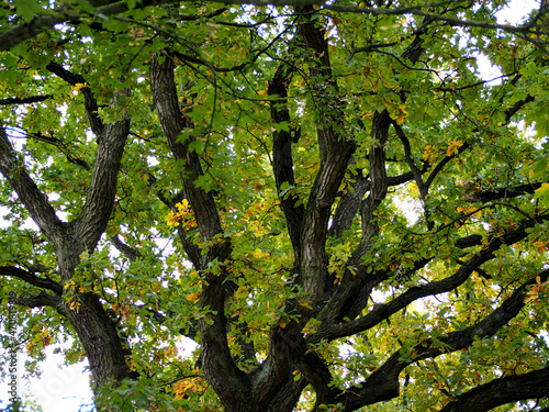 branches of a large oak tree with green leaves. side view