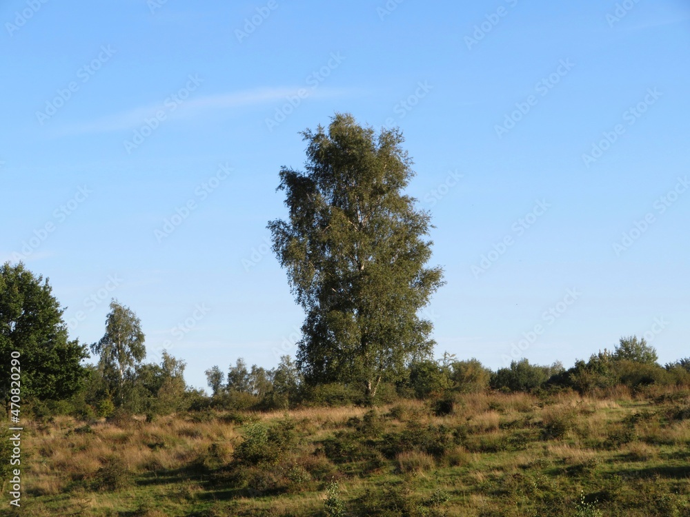 Fototapeta premium birch tree in the forest in early autumn