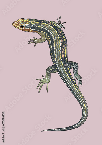 Eumecesfasciatus lizard drawing, exotic, art.illustration, vector