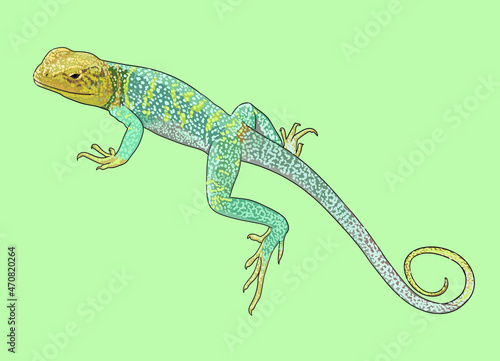 Collared lizard drawing, beautiful, art.illustration, vector