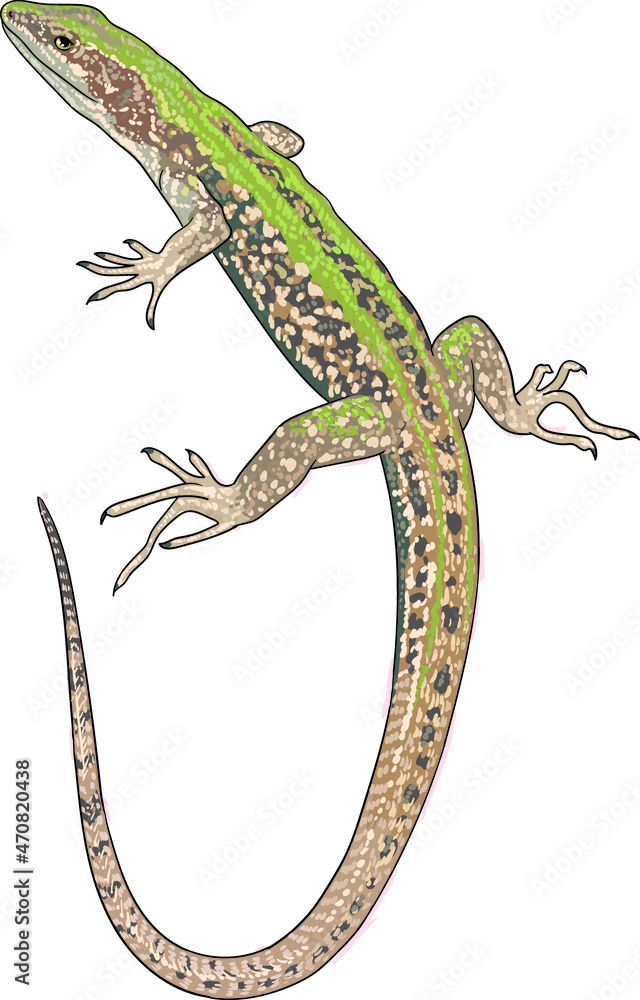 Fototapeta premium Podarcis sicula drawing, exotic, art.illustration, vector