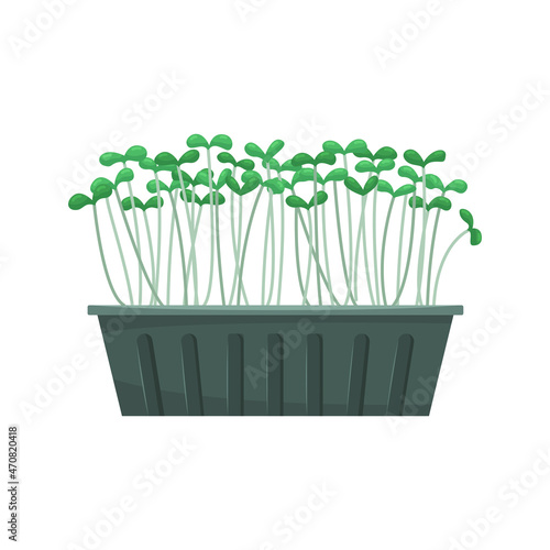 Vector illustration of microgreens in a growing tray. Healthy young seedlings