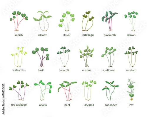 Vector set of microgreens illustrations. Healthy young seedlings. Healthy eco-friendly food. photo