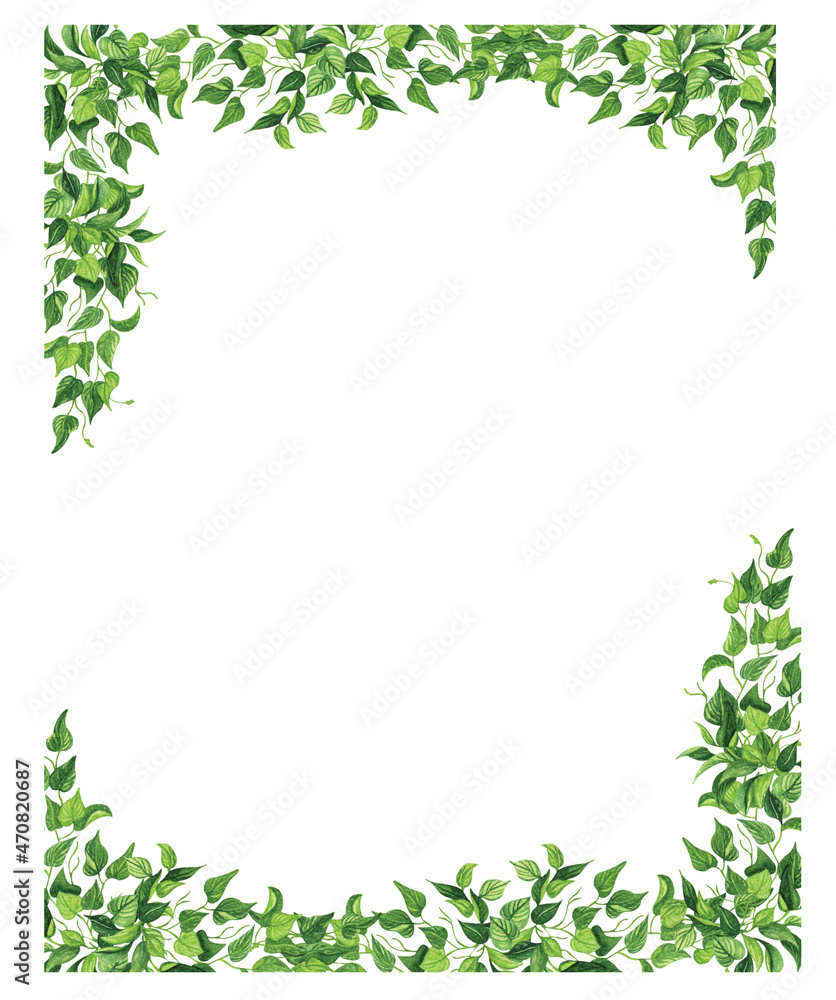 Houseplant leaves of devil's ivy or golden pothos, bush with hanging branches isolated on white background,. Watecolor Floral border.