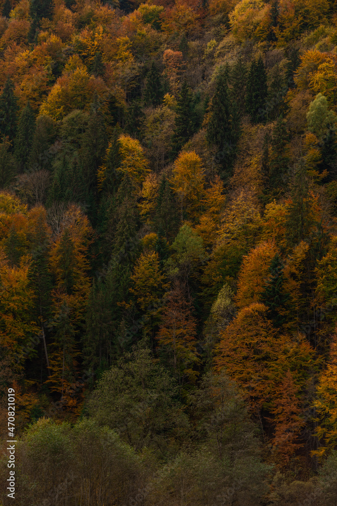 Texture background of autumn forest in mountains. Fall colored natural view. Texture background of autumn forest in mountains. Fall colored natural view.