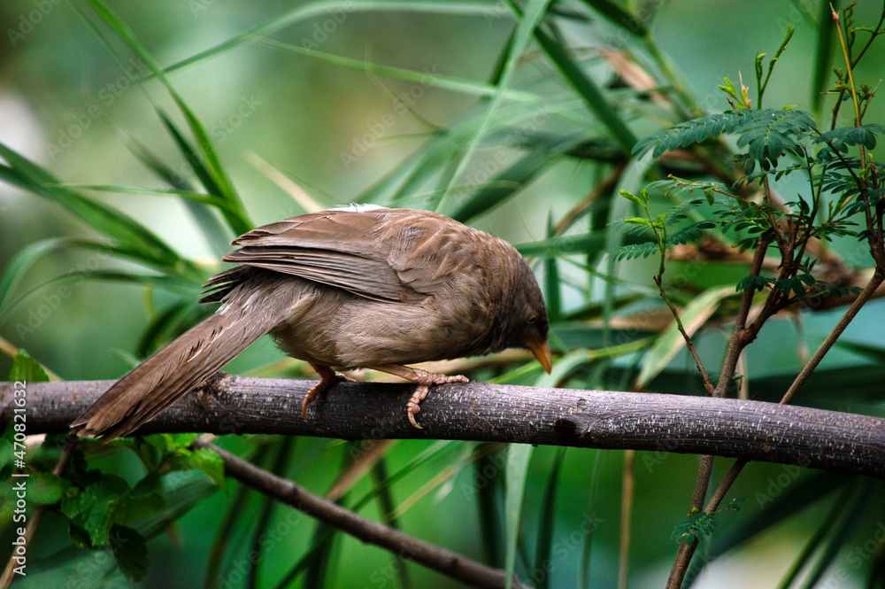 Bird looking for food Bird looking for food