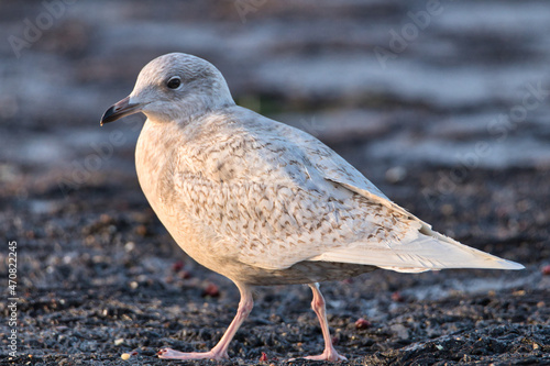 Iceland Gull