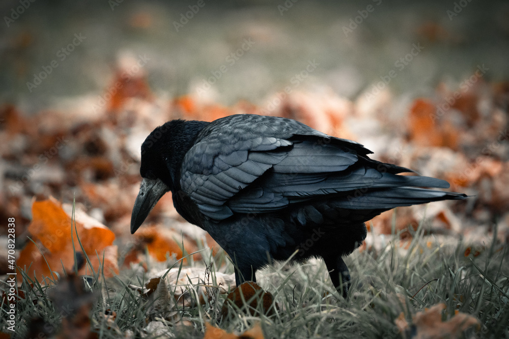 Naklejka premium Black crow walking on the grass while autumn evening. 