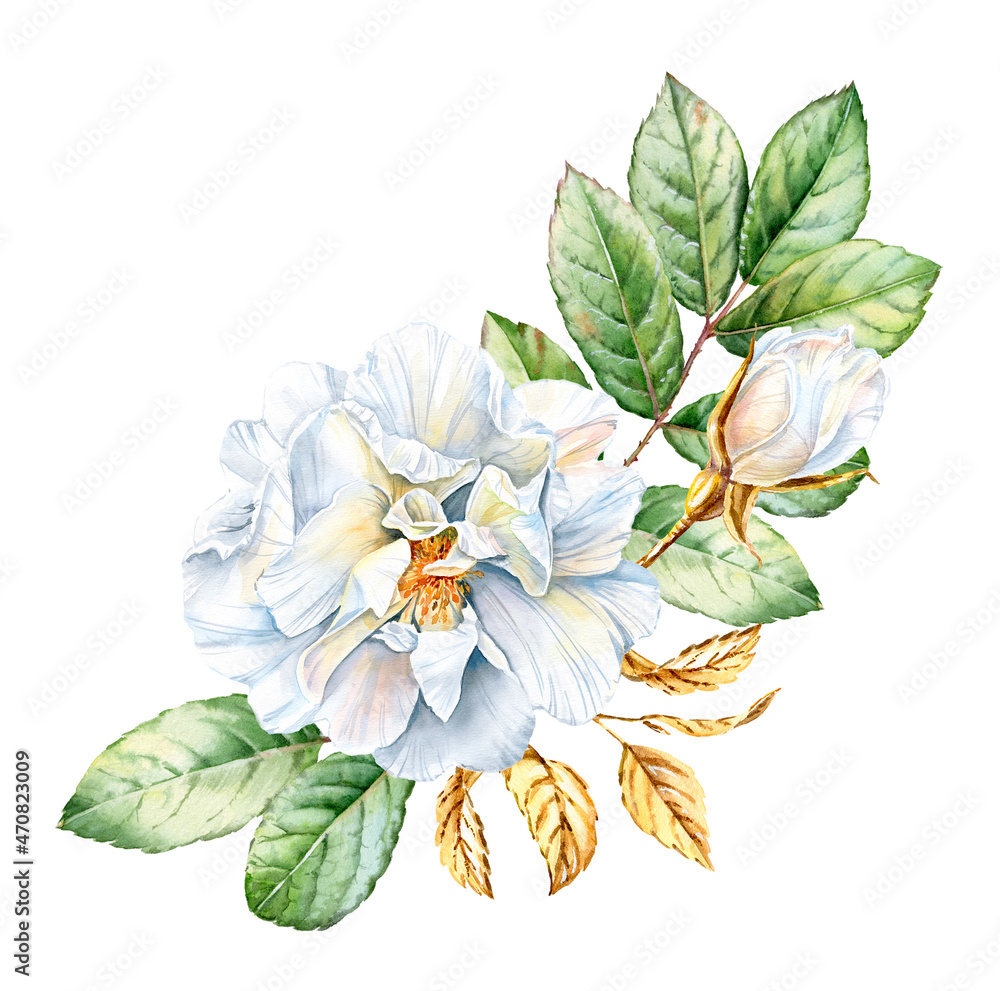 Obraz premium Watercolor rose bouquet. Realistic arrangement with white briar flower, green and golden leaves. Botanical floral illustration for Christmas cards