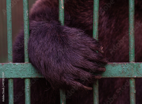 the paw of a bear with large claws poked through the bars of the fence at the zoo