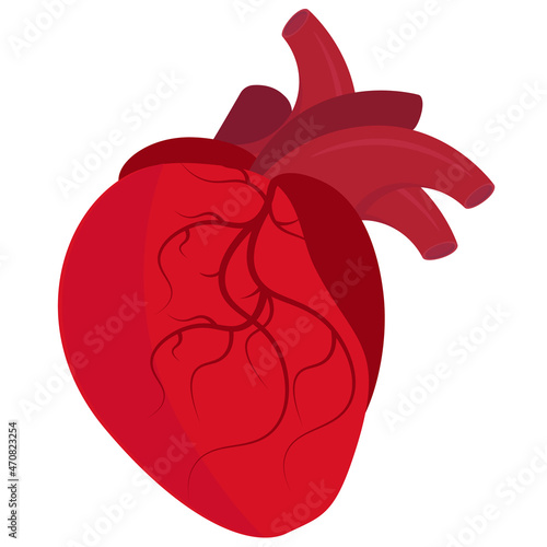 The human heart. Vector illustration on a white background.