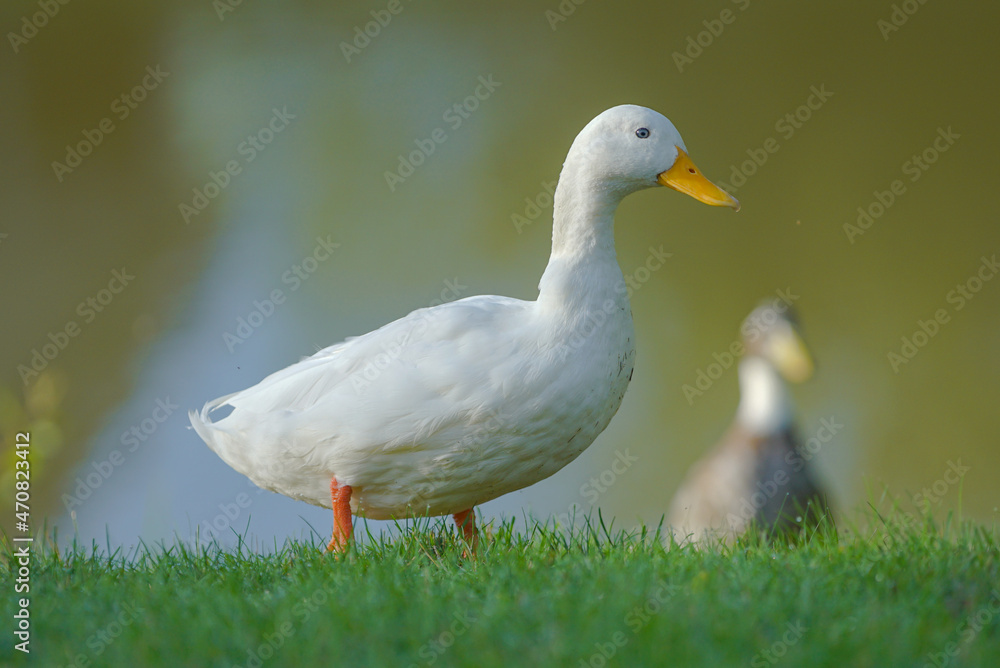 white duck on green grass white duck on green grass