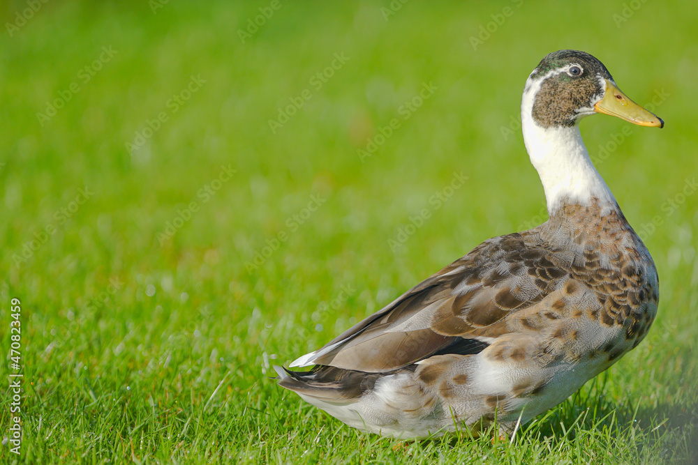 duck on the grass