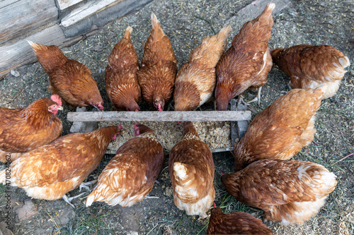 Beautiful brown hens are eating grain on the domestic farmyard. Natural organic household concept