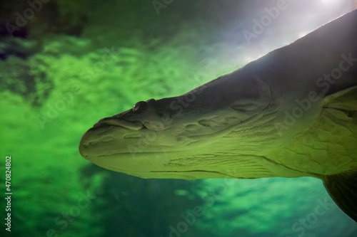 Fish under water. Arapaima fish - Pirarucu Arapaima gigas one largest freshwater fish. Fish in the aquarium behind glass.	 photo