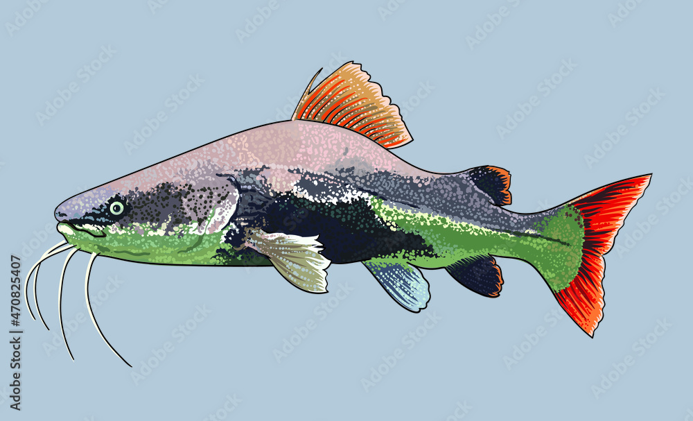 drawing redtail catfish, monter river fish, art.illustration