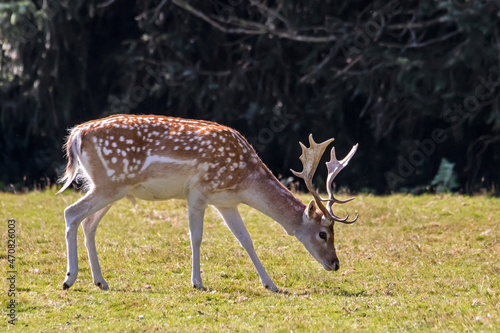 Daim de profil broutant dans la prairie © guitou60