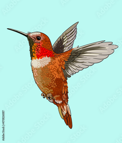 Drawing fish,rufous hummingbird, birds collection, art.illustration, vector