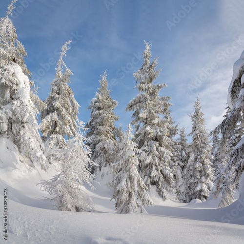Winter nature. Frosty weather. Christmas background. Artistic style. Wallpaper background. Natural scenery. Carpathian Ukraine Europe.