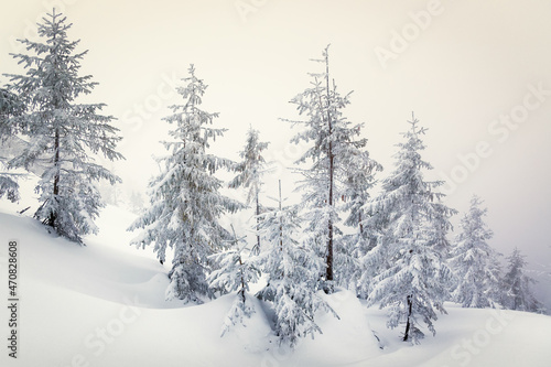Winter nature. Frosty weather. Christmas background. Artistic style. Wallpaper background. Natural scenery. Carpathian Ukraine Europe. © lesia