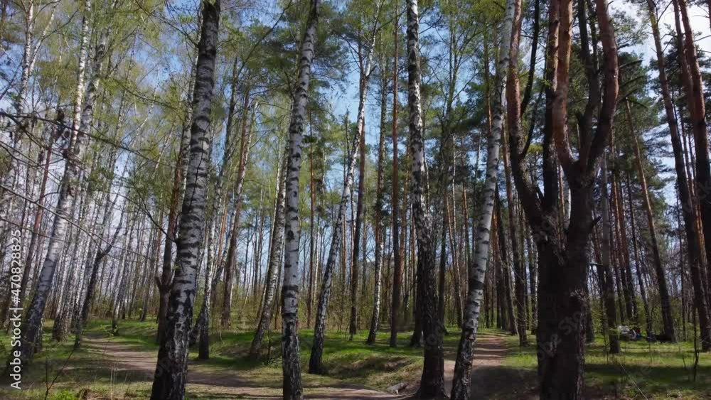 Pine and birch forest, view among the trees trunks Pine and birch forest, view among the trees trunks
