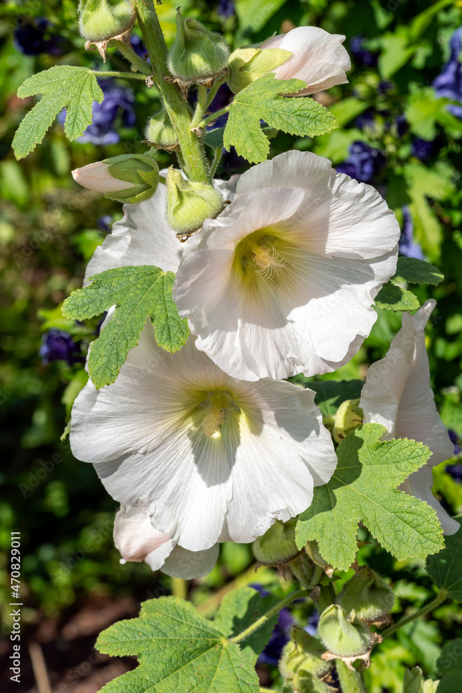 Alcea 'Nigra' (althaea rosea) a tall flowering plant commonly known Hollyhock which has a white  flower during the spring and summer season, stock photo image
