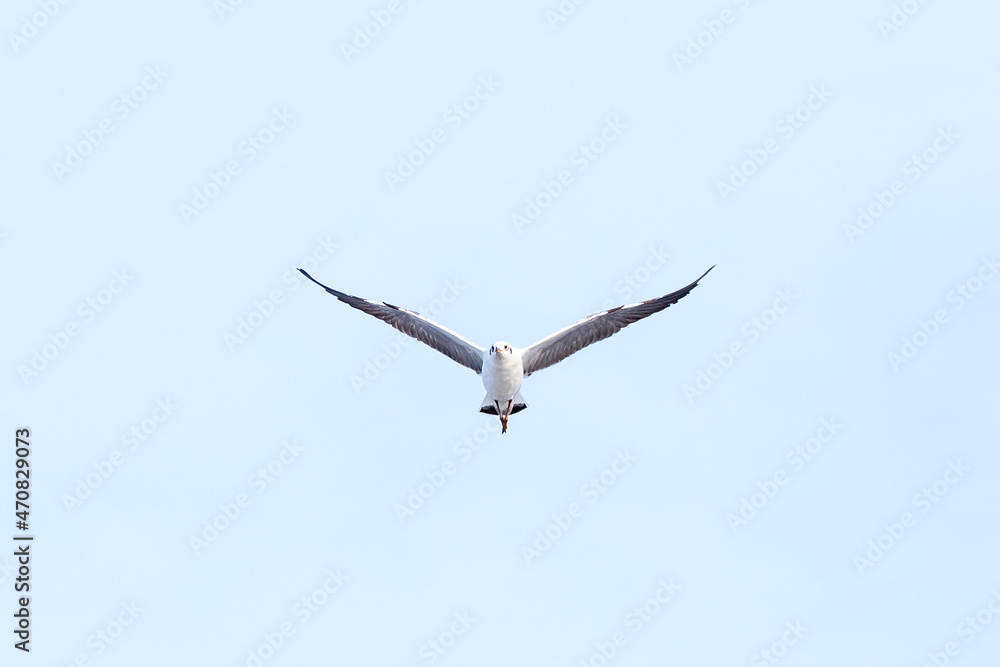Obraz premium Angry looking white seagull flying toward camera