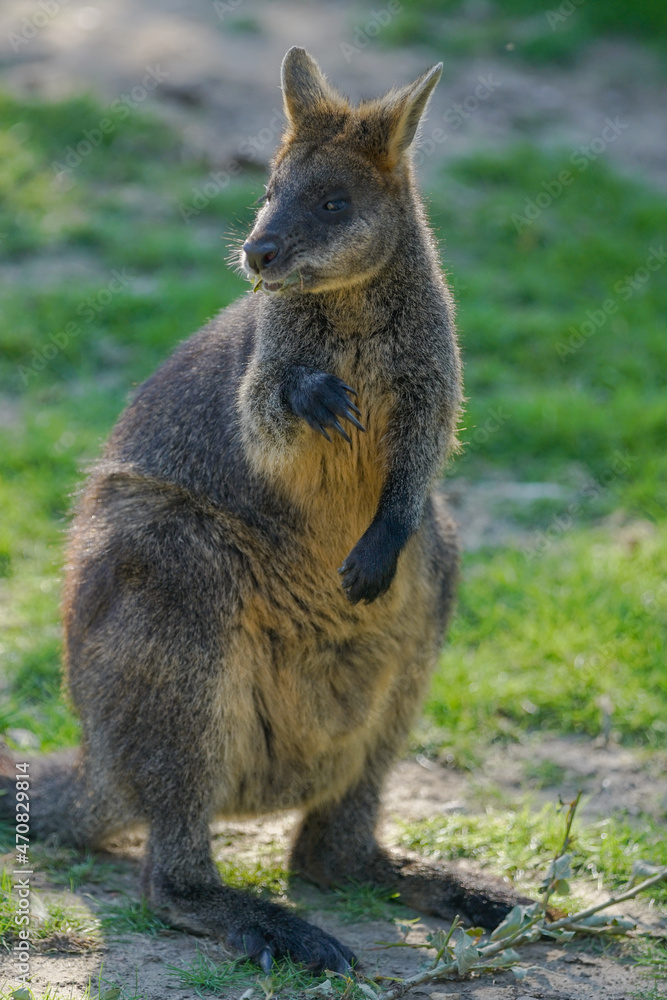 kangaroo in the grass