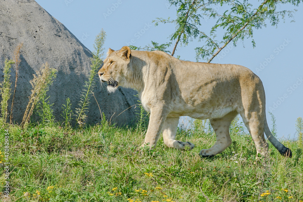 Obraz premium lioness in the grass