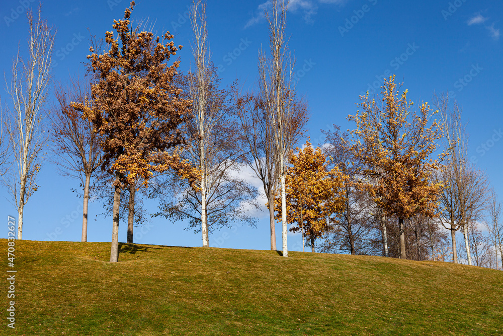 Fall trees on the hill against the background of the sky.