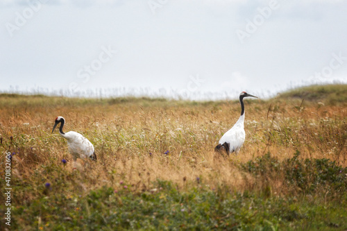 Two red-crowned crane. Kunashir Island. South Kuriles