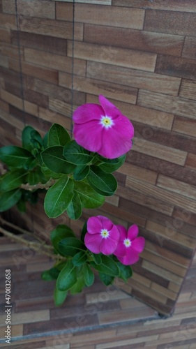 Pink vinca type flower decorating home garden.