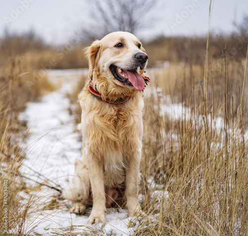 Golden retriever dog sitting on the snow in the winter field with dry yellow grass