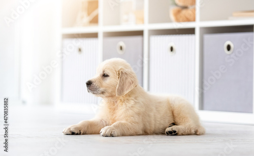 Lovely golden retriever puppy indoors