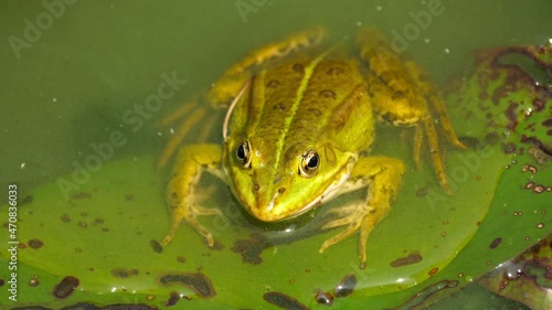 Close-up of a frog sitting in a pond on a leaf and moving the throat.