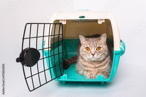 Cat inside a cat carrier box (Scottish Straight)