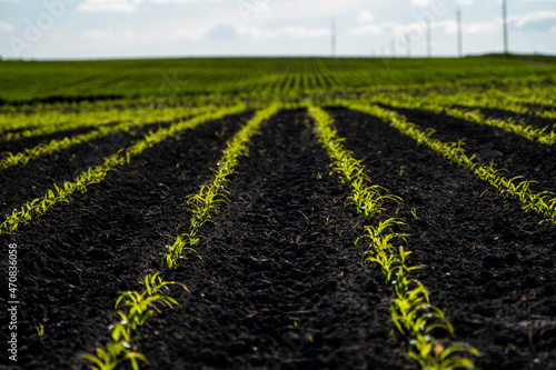 Panoramic view of row lines of young corn on fertile field in a summer.