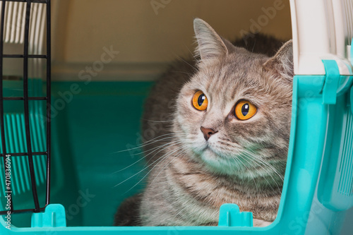 Cat inside a cat carrier box (Scottish Straight)