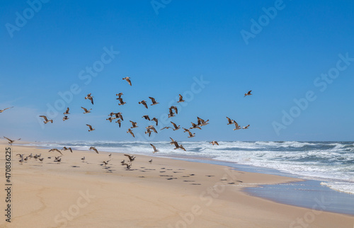 seagulls at the empty beach photo