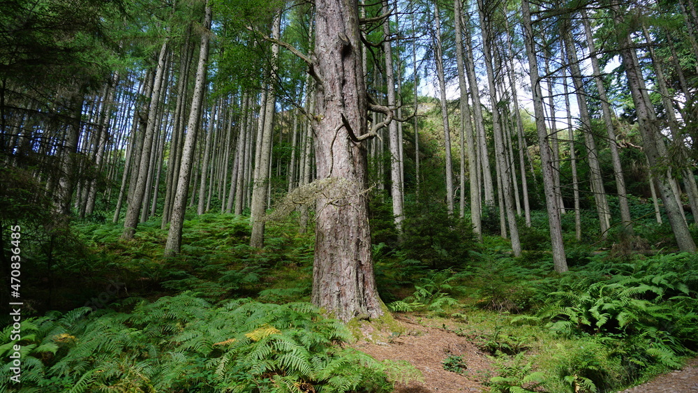Obraz premium Beautiful Loch Lomond Scotland lake, forest and mountain landscapes