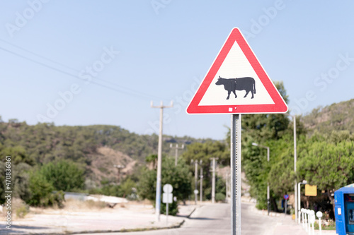 traffic safety signs on city street road. triangular danger sign of the movement of animals livestock cows. danger warning symbol on urban way for cars. control and regulate drive in town path