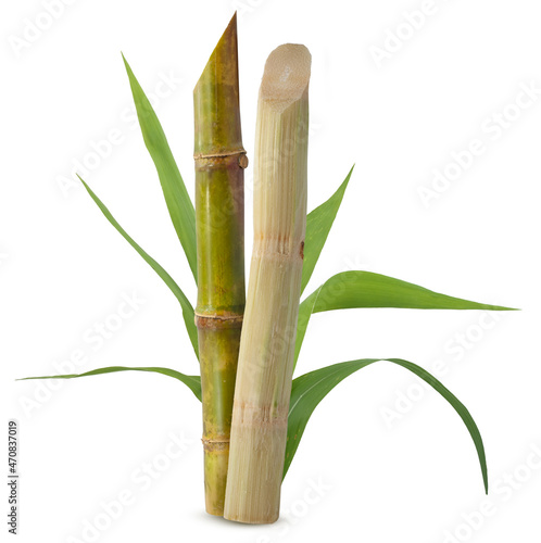 Sugarcane with leaf isolatedon white background