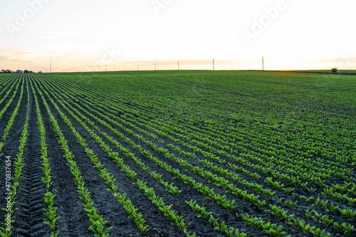 Straight rows of sugar beets growing in a soil in perspective on an agricultural field. Sugar beet cultivation. Young shoots of sugar beet  illuminated by the sun. Agriculture  organic.