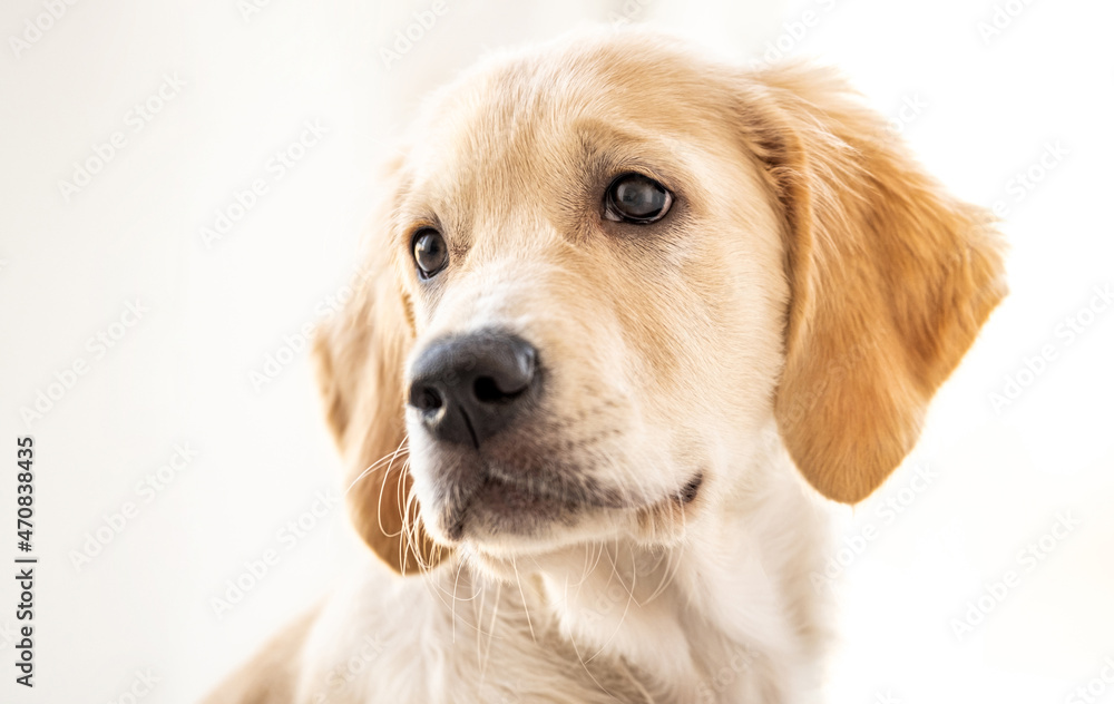 Adorable young dog on light background Adorable young dog on light background