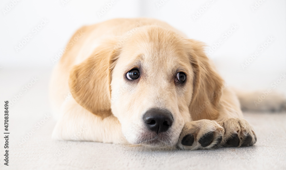 Nice muzzle and smart eyes of golden retriever Nice muzzle and smart eyes of golden retriever