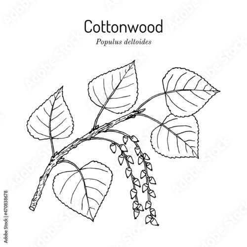 Eastern cottonwood or necklace poplar populus deltoides photo