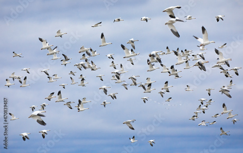 A flock of migrating snow geese heading north in autumn in Canada