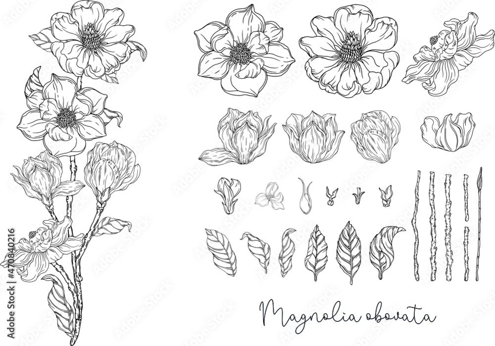 Floral graphic composition. Romantic flowers. Black and white graphics. Botanical illustration. 